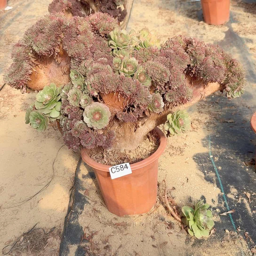 584万朵朵有伤一颗