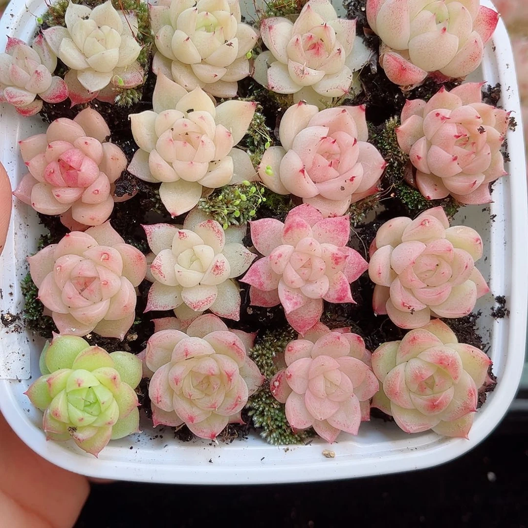 1-779 新疆西藏内蒙不发12.8包邮2-3公分多肉