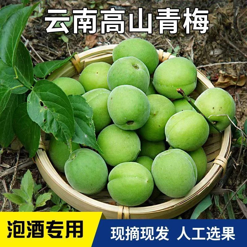 云南大理高山野生青梅新泡专用当季大果酸脆梅子水果孕妇