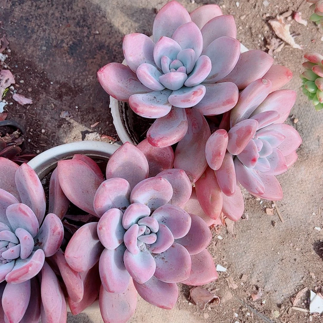 奥普琳娜双头起发精品