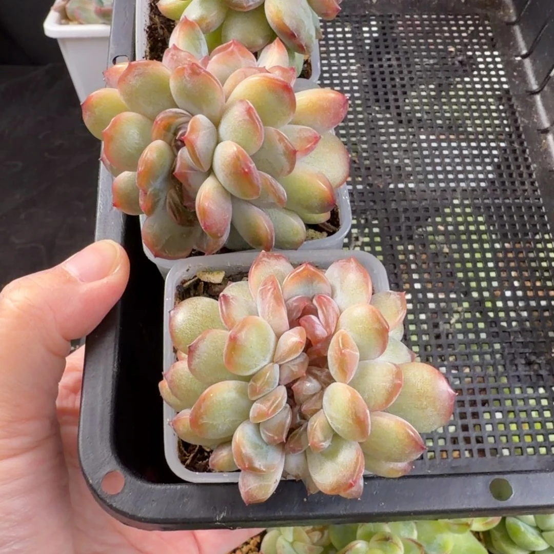 小***️小趴菜红恋缀三颗
