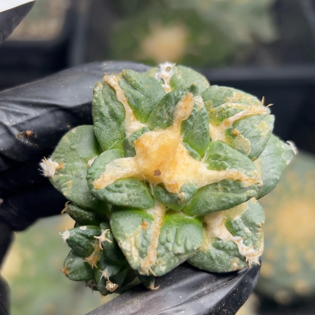 60 有根 仙人球的世界里