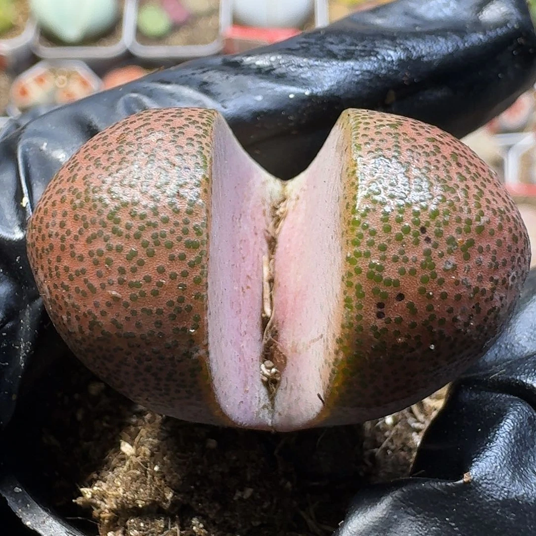 生石花111111。   193