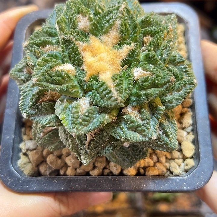 晚32号自根辛盾哥斯拉带盆7.9公分