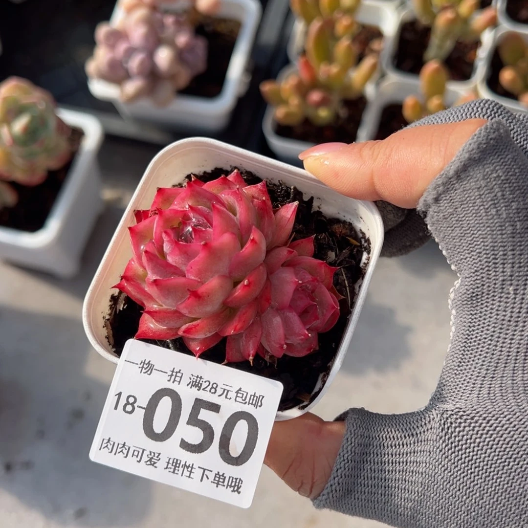 侧影，多肉多肉多肉多肉