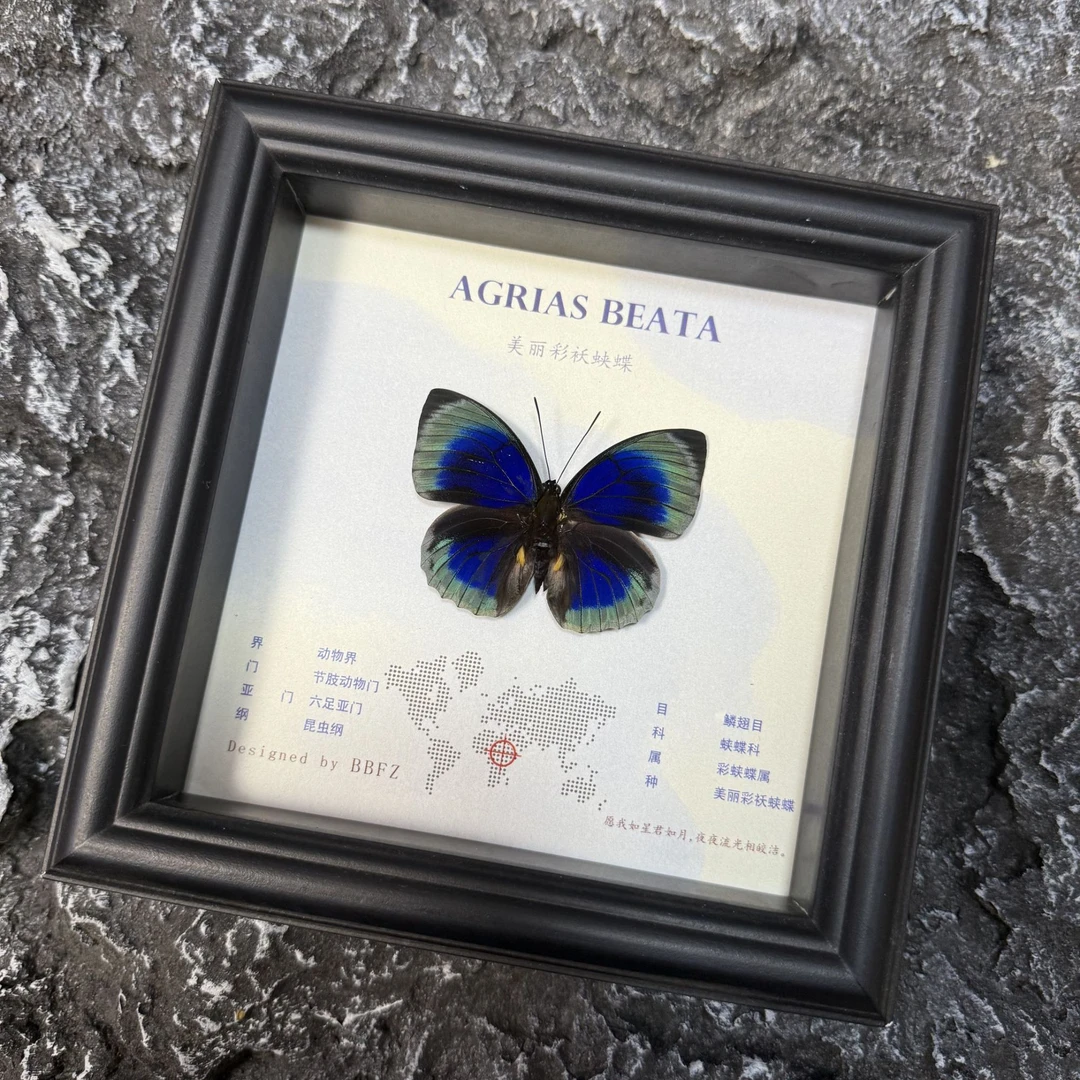 美丽彩袄蛱蝶真蝴蝶艺术标本玻璃相框摆件挂件高档生日礼物
