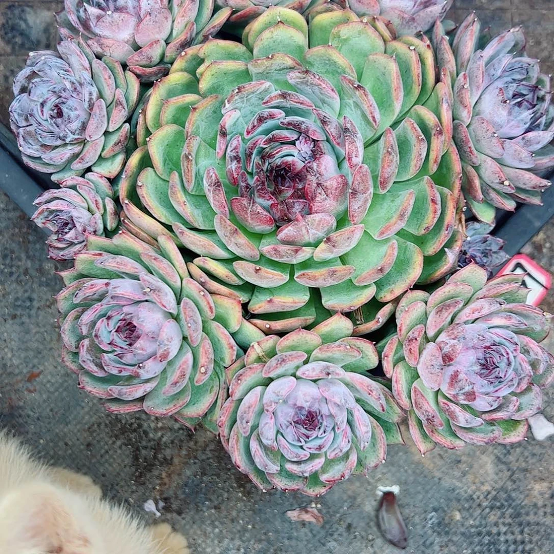 蓝莓手捧，一物一拍