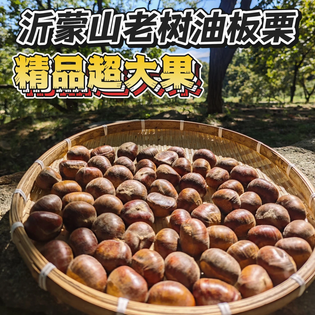 【沂蒙山老树油板栗】精选超大果 果王25年新鲜采摘软糯香甜