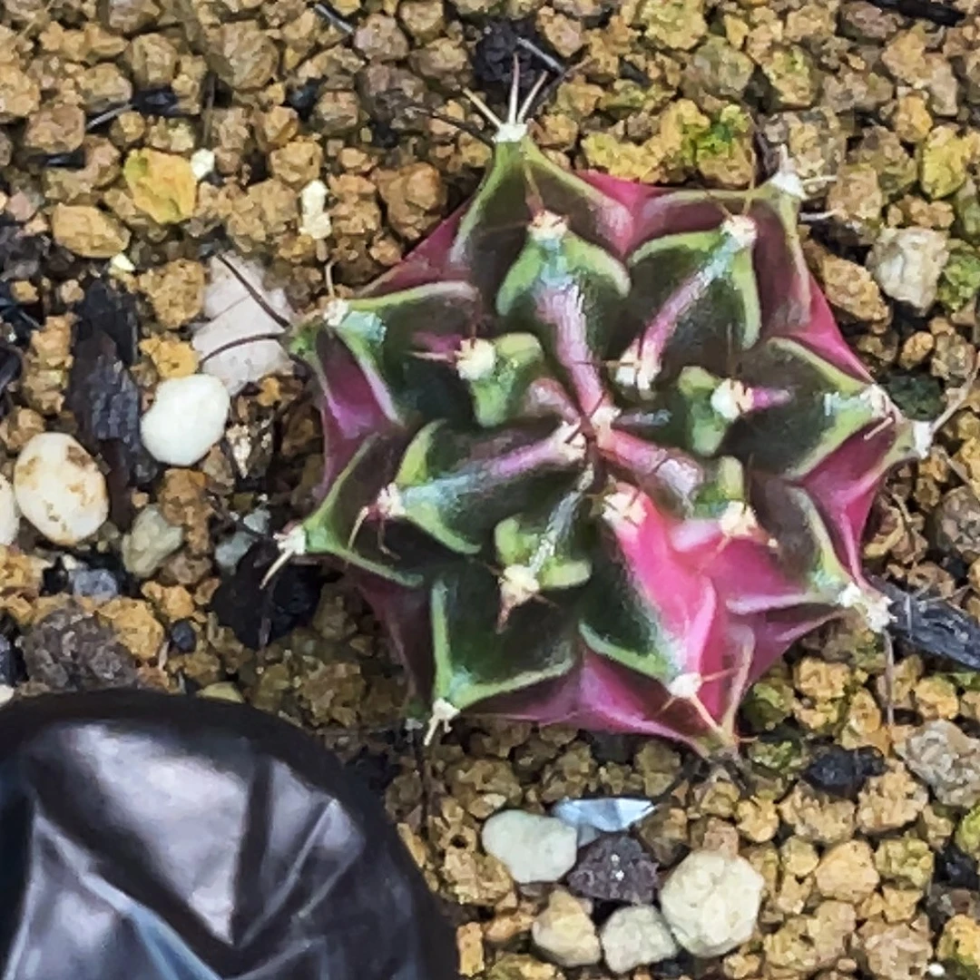 侧芽 一物一拍 脱土