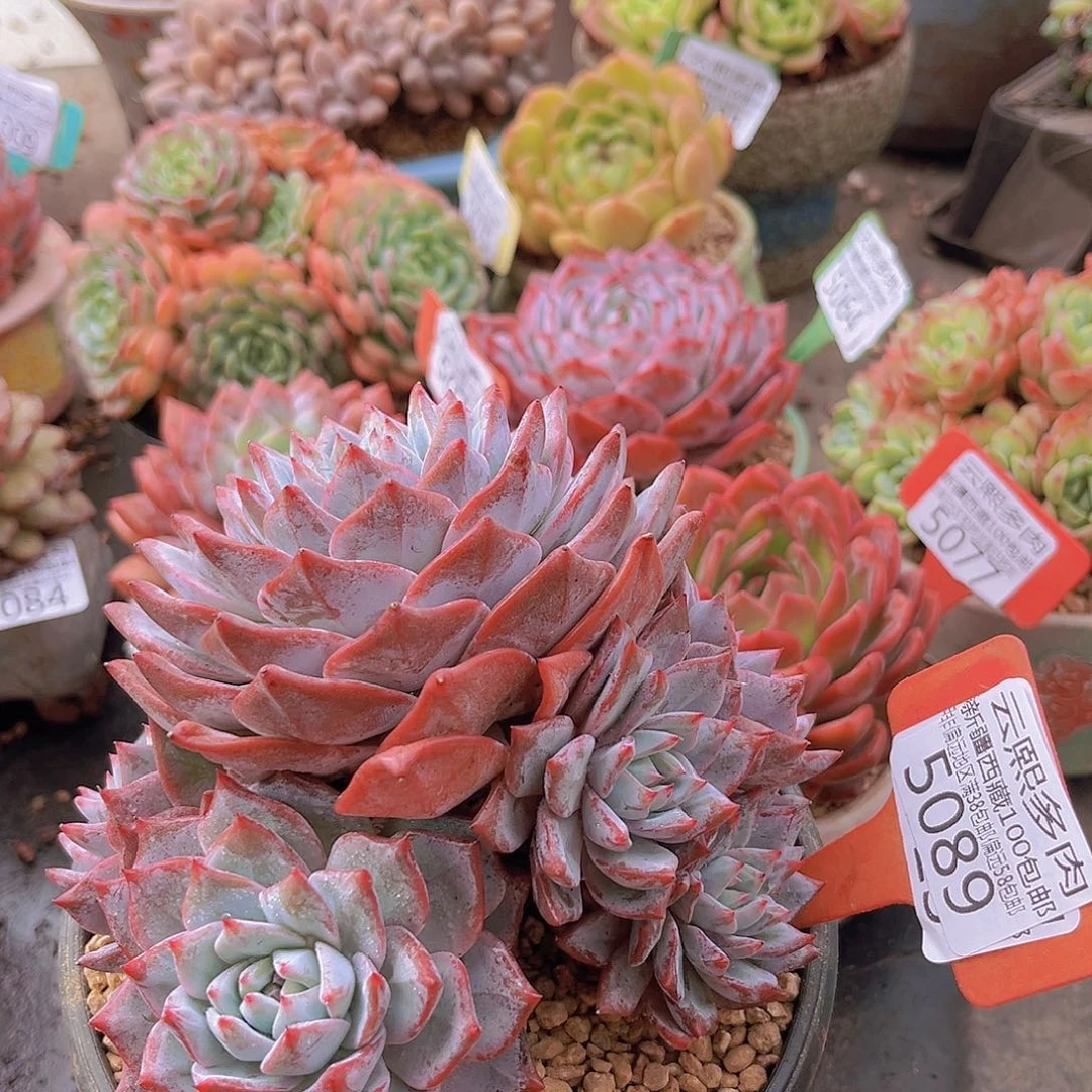 5089。   无砍。 粉蓝鸟