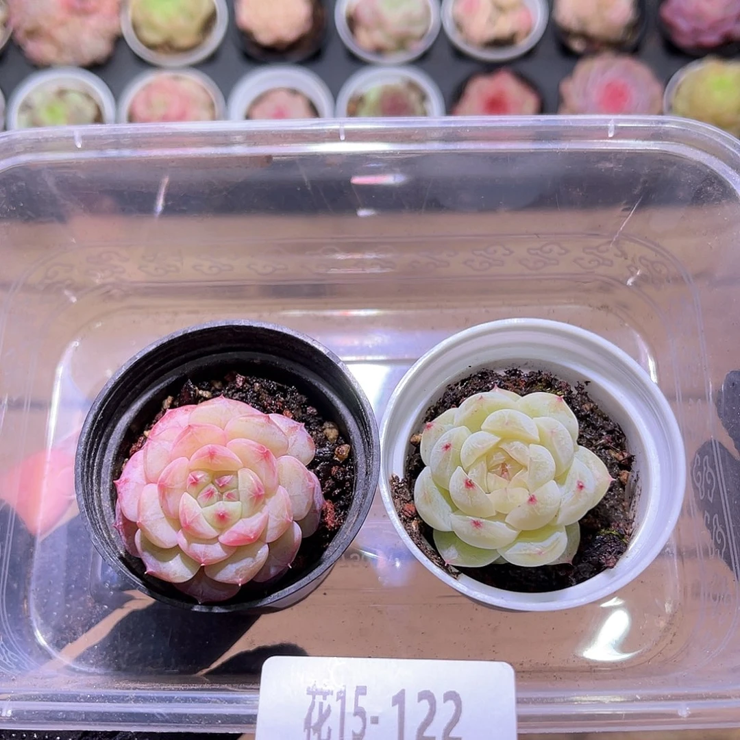 花利美15-122柔情➕瑶台心