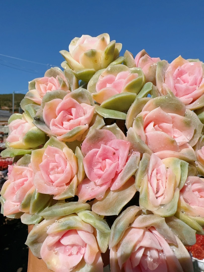 X戴安娜玫瑰 室内新手好养带盆栽好美观多肉植物秋季