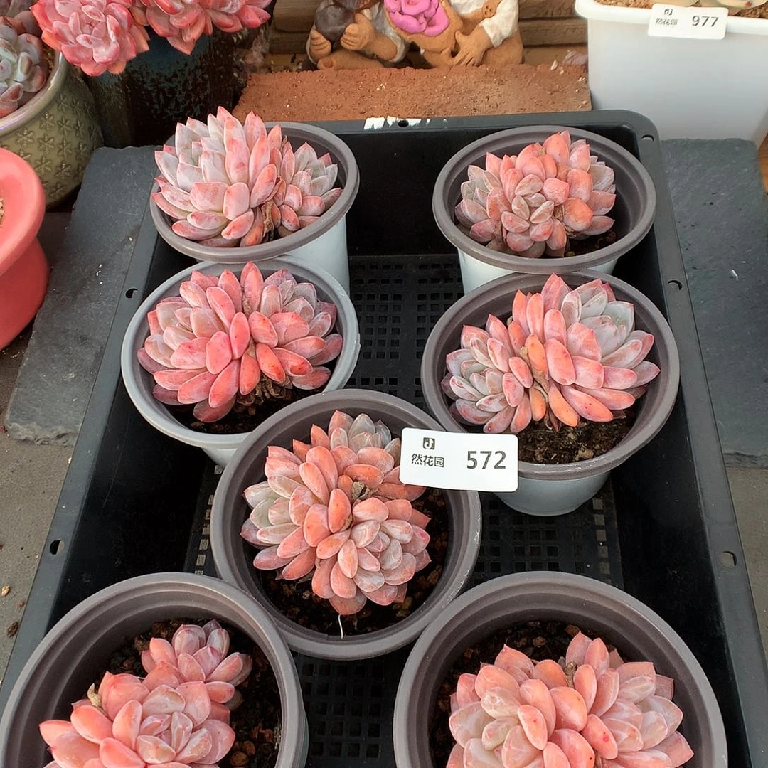 572雪天使7颗多肉植物666