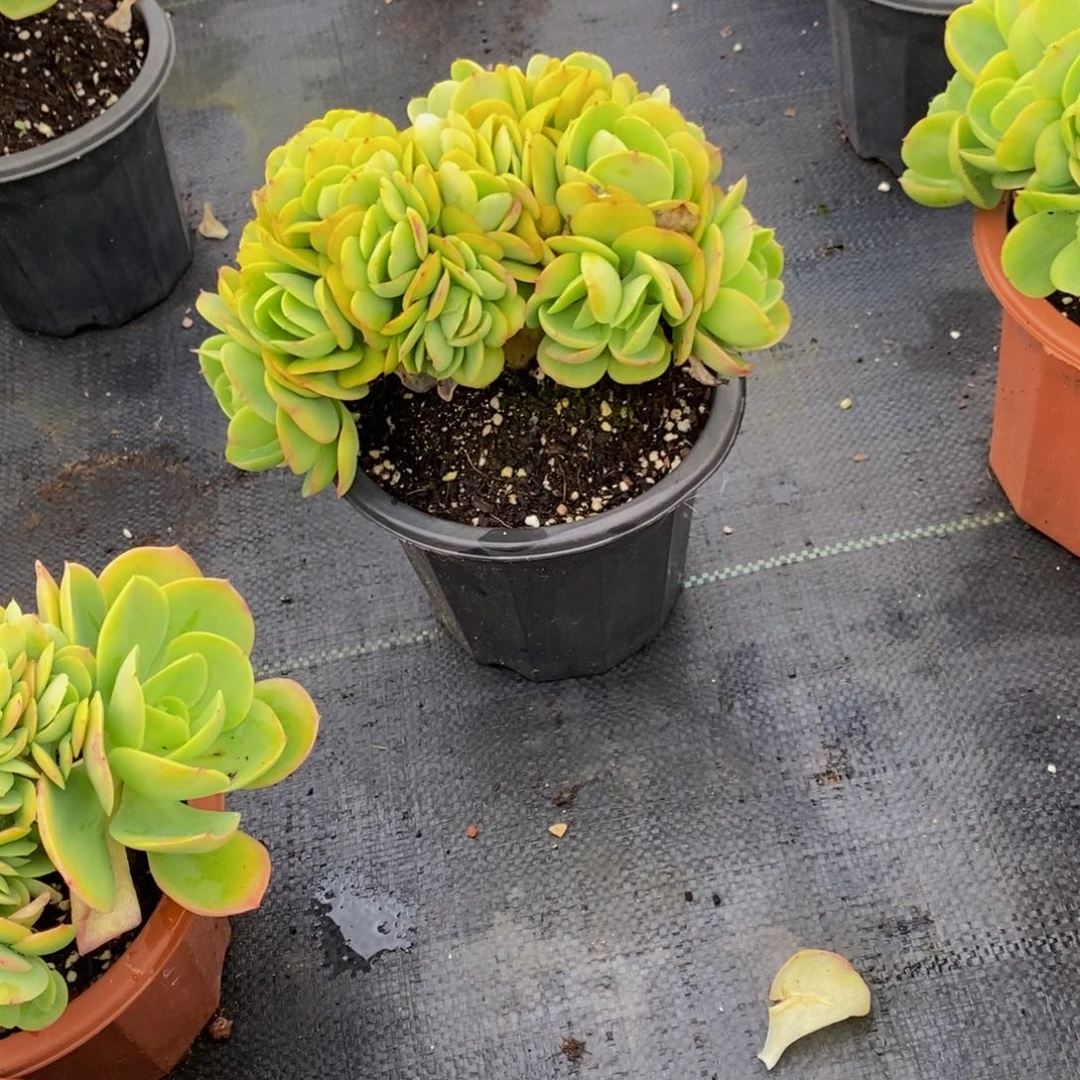 莹***学48包邮一物一拍多肉植物