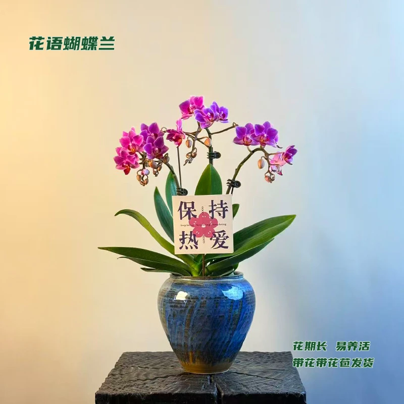 蝴蝶兰【迷迭香】 带花带花苞发货 室内客厅阳台花卉 好养易活