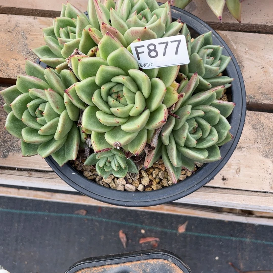 若如东云单拍F877