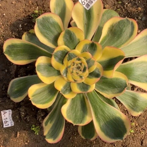 669王妃满25包邮多肉