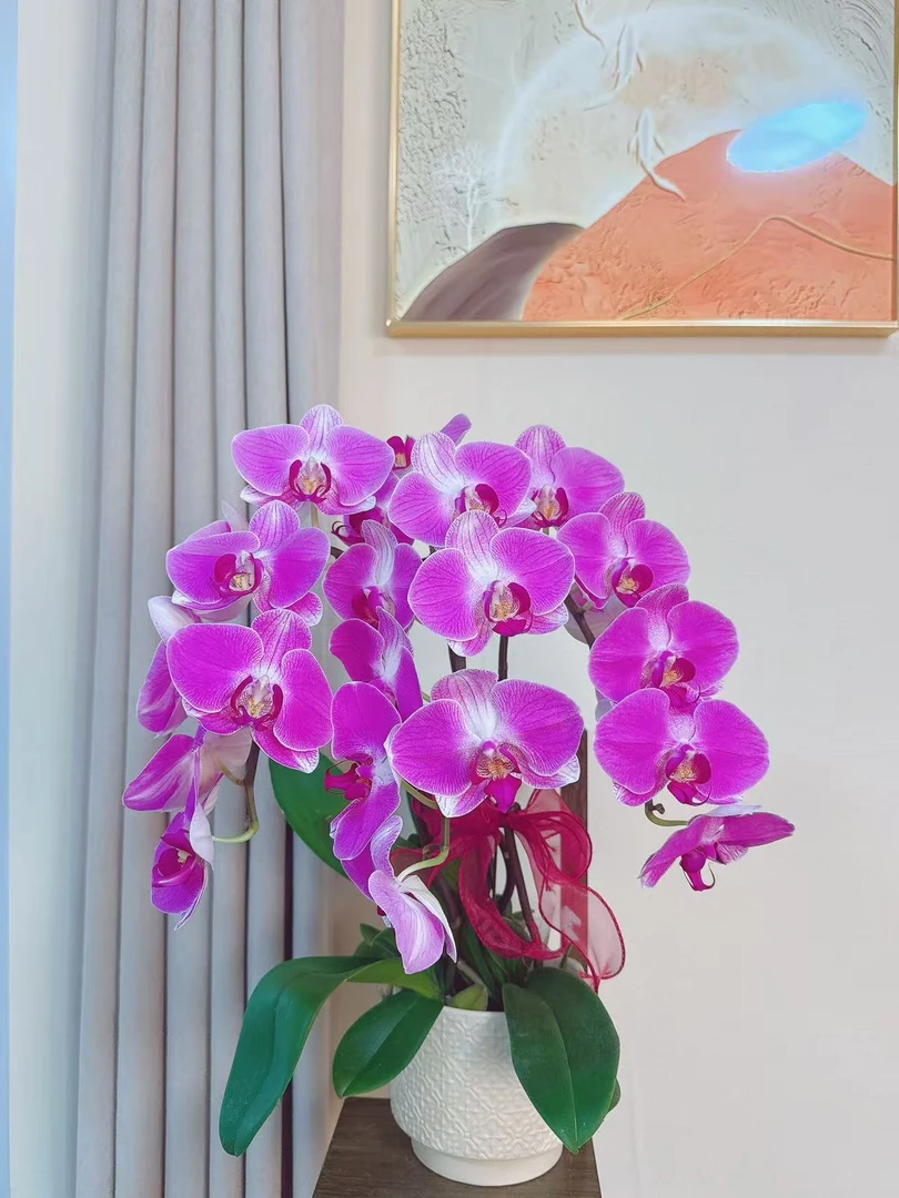 蝴蝶兰【花好月圆】送人送礼 乔迁之喜 鲜花绿植 佛山基地直发