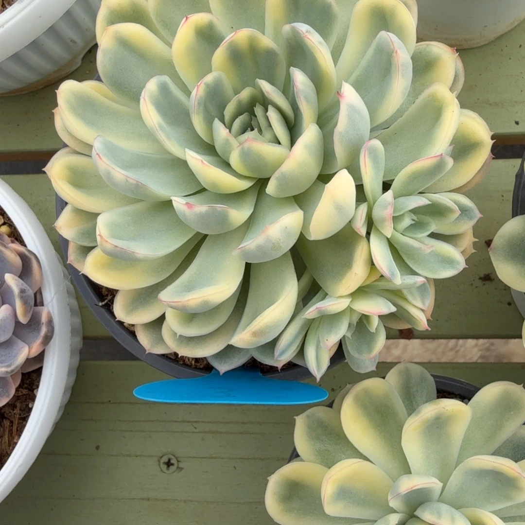 小****草莓冰锦锦上园艺一物一拍