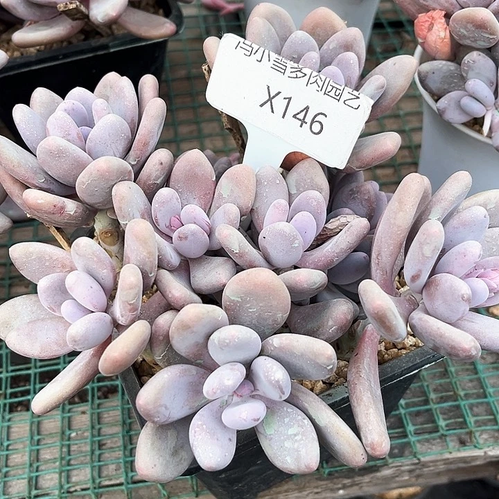 冰*雨我是第一百个为妖刀应援的阴阳师呢