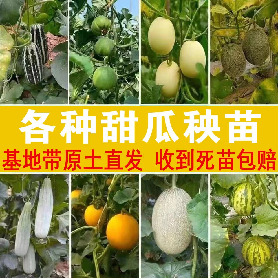 【寿光速发】甜瓜种苗大全蔬菜苗蔬菜之乡送赠品