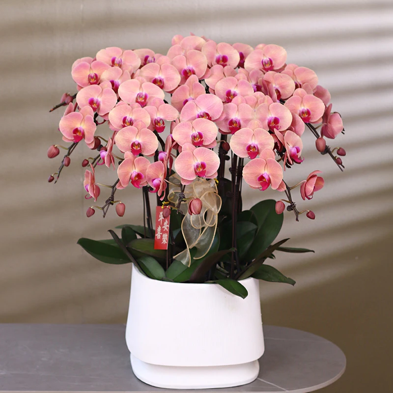【欣欣向荣】橙色系大花型蝴蝶兰带花带盆组好发货乔迁送礼前台客厅