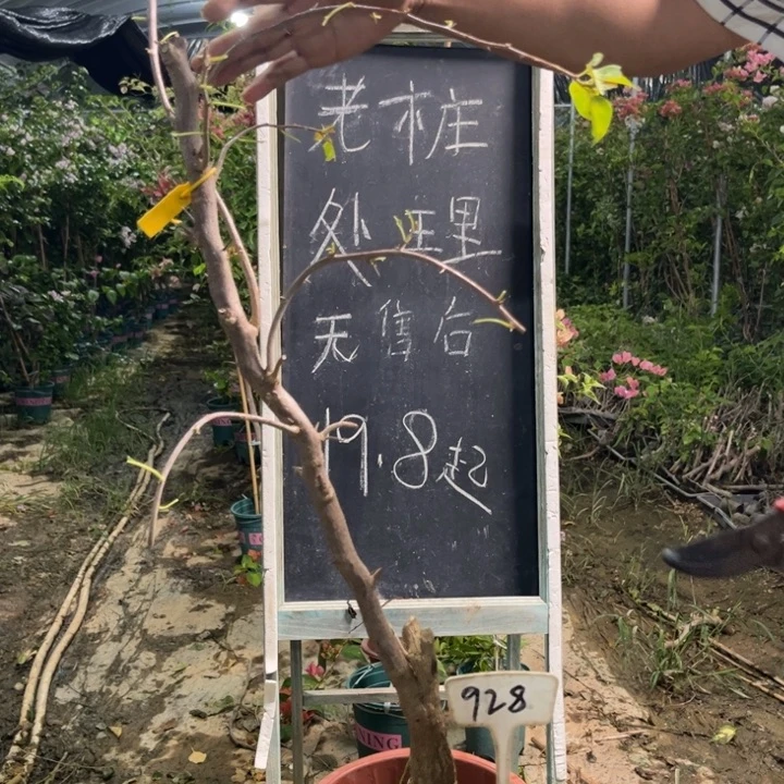 无花朵三角梅三角梅928