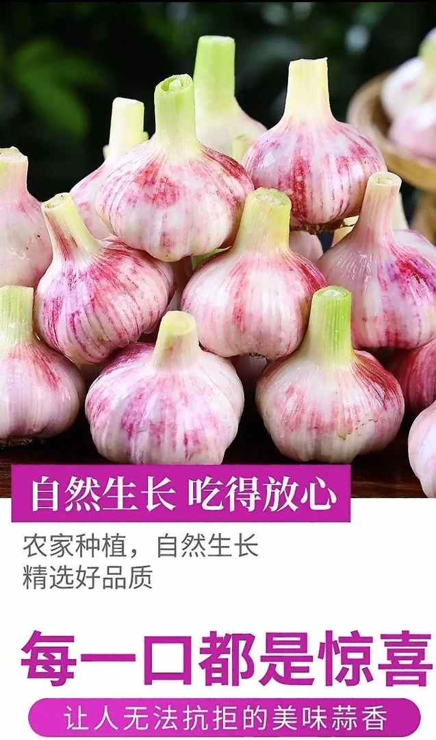 新蒜蒜头紫皮2025年新鲜大蒜农家山东原产地蒜头紫皮干大蒜