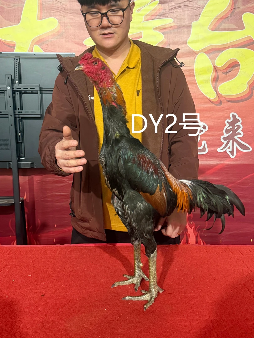 DY2号青腿半毛红鸡