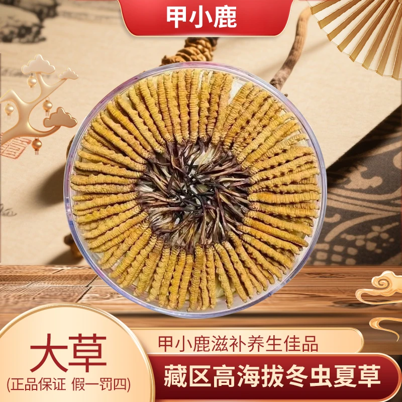 【大草】青海玉树高海拔正宗冬虫夏草整根滋补食用泡水煲汤5根一克