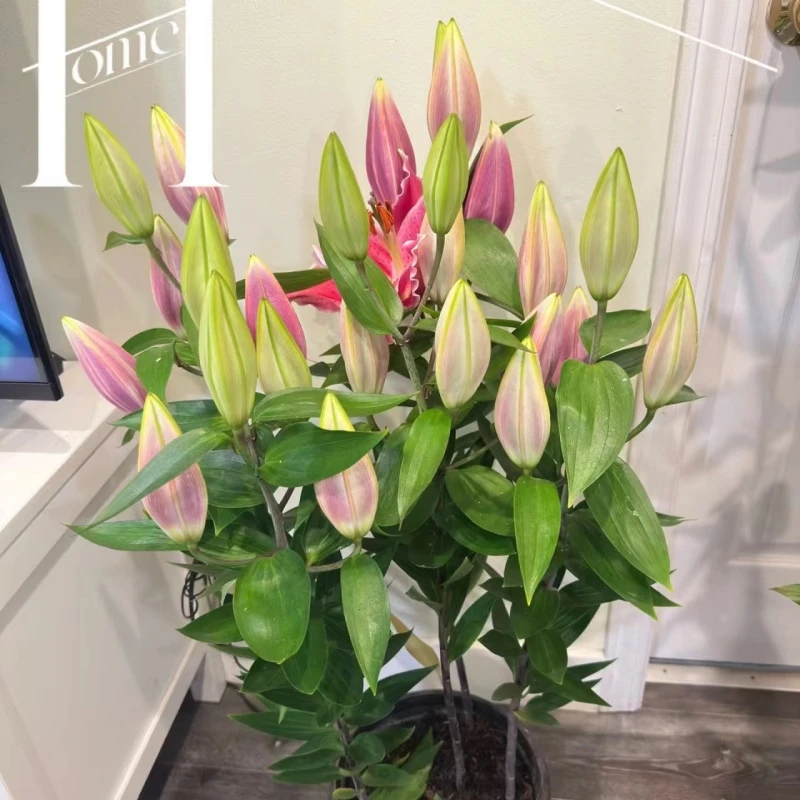 【特卖百合种球】粉色多头重瓣百合花爱莲娜进口大种球稀有品种土培