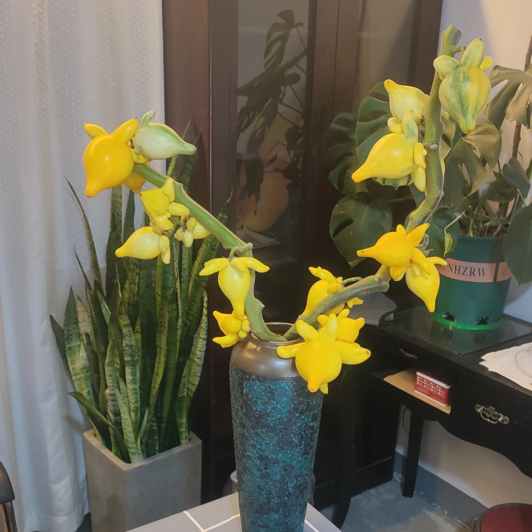 五代同堂果黄金果，两支30-40公分10个果子，五福临门、金玉满堂