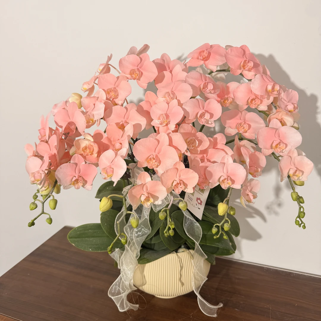 一方严选 【大蜜桃】稀有马卡龙粉色系 稀缺植物上色工艺花卉