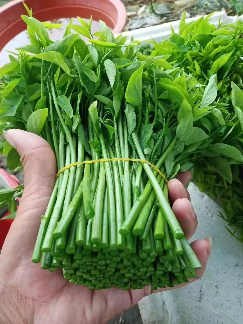 广西博白天香绿树仔菜1-20斤装