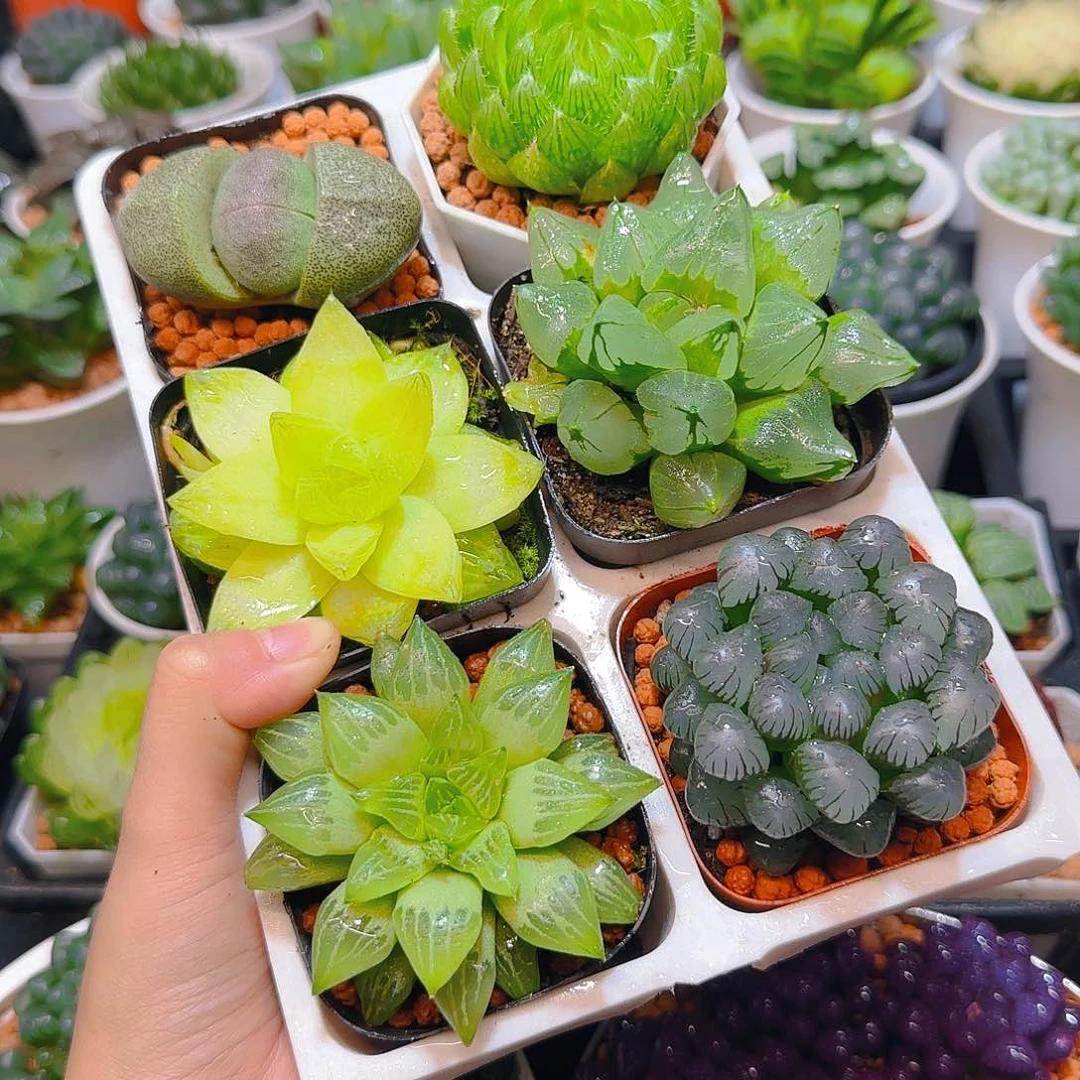 玉露六件套多肉，原盆