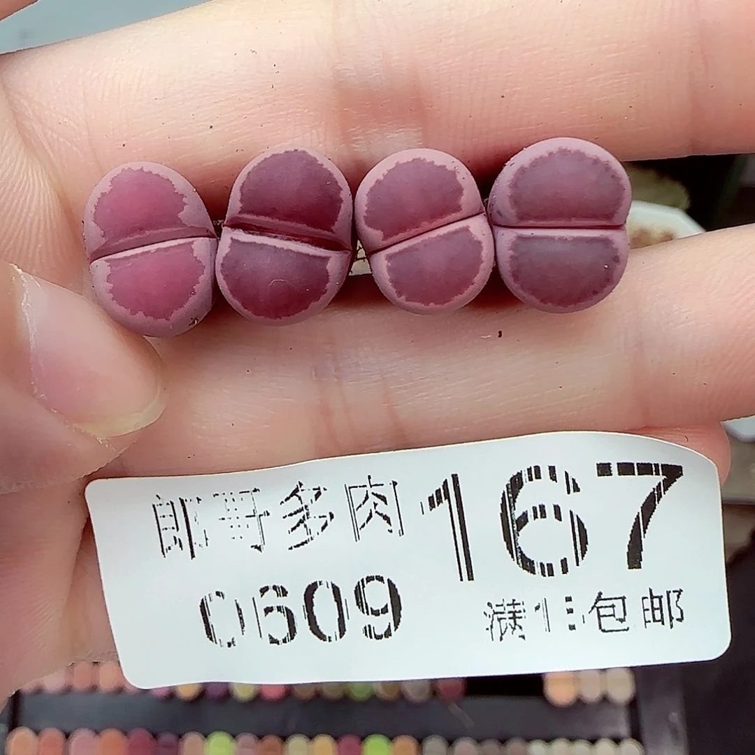满18包邮0609-167