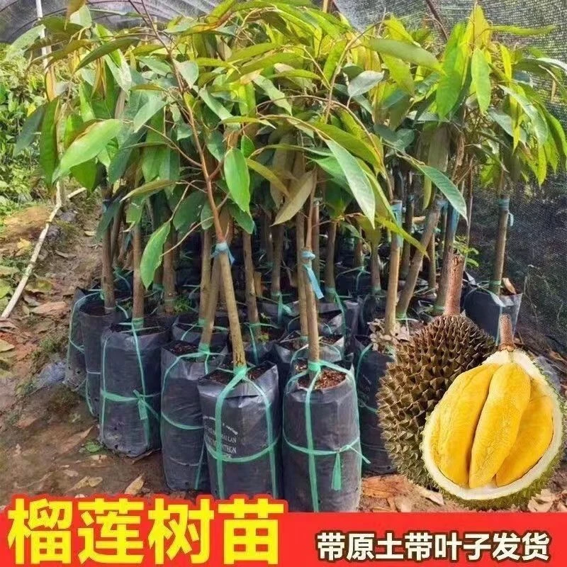 纯正海南嫁接金枕猫山王黑刺带原土带叶发货南方种植盆栽地栽榴莲