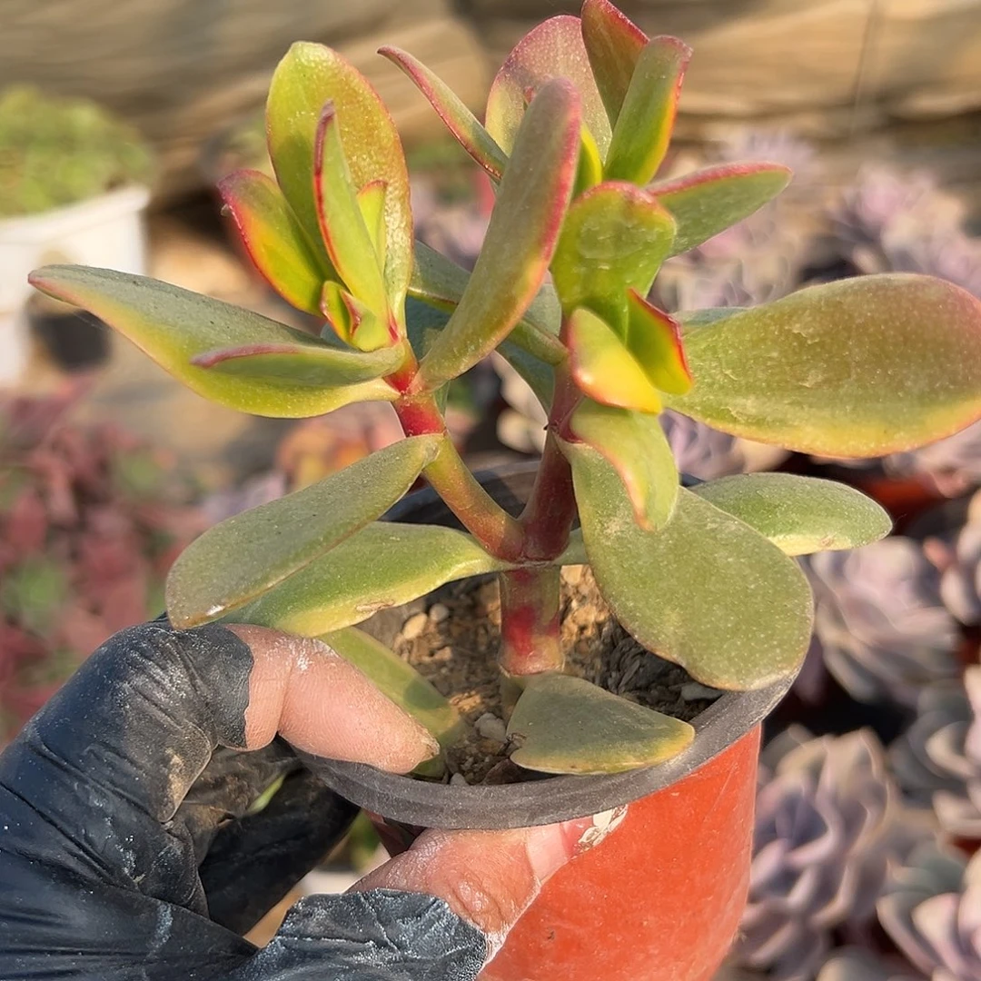 多肉植物彩衣群生