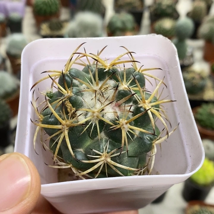 实生天丝象牙特价