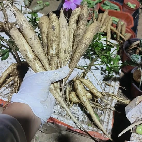 憧***来月之桂瓜10个脱土发货