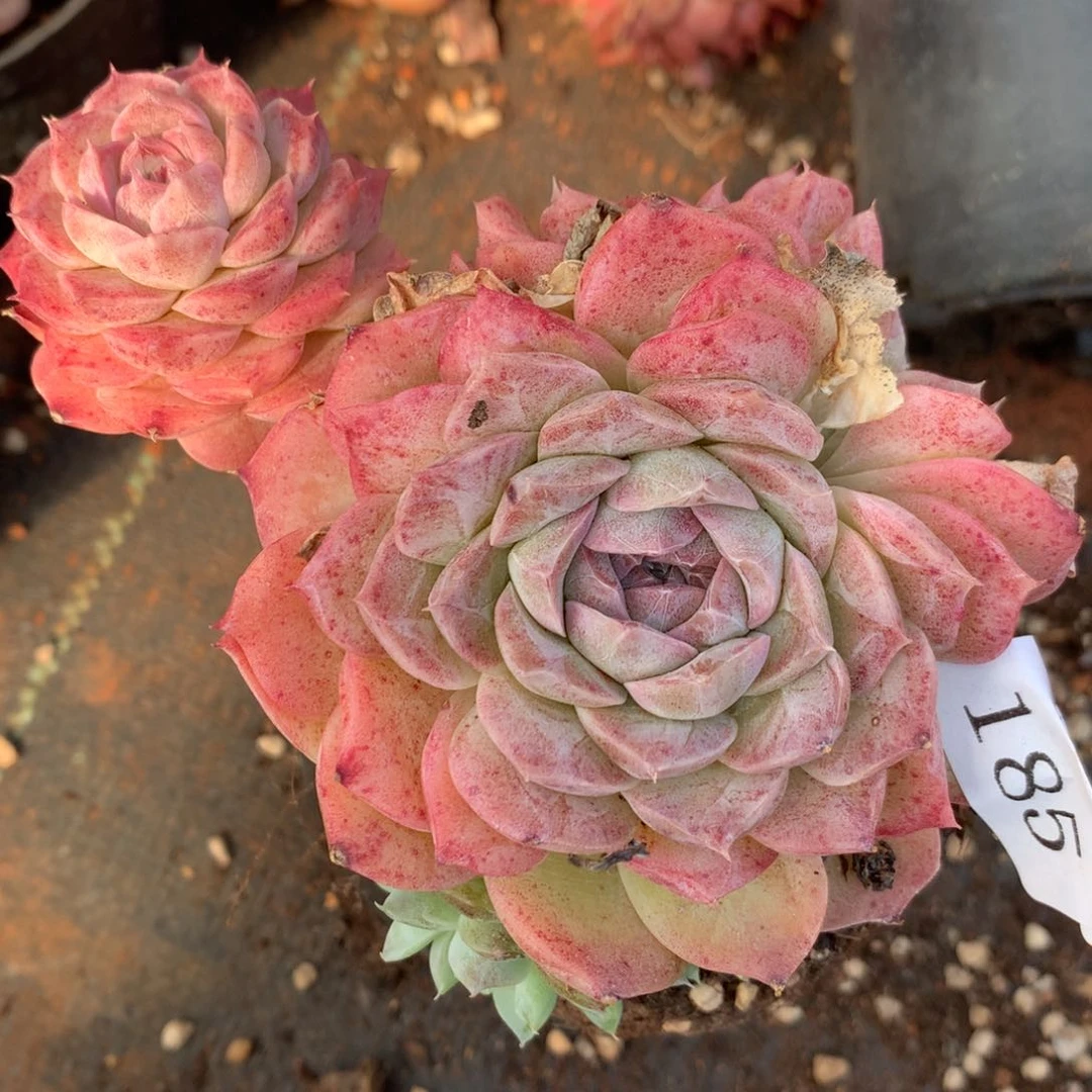 185杂交精品基地11厘米