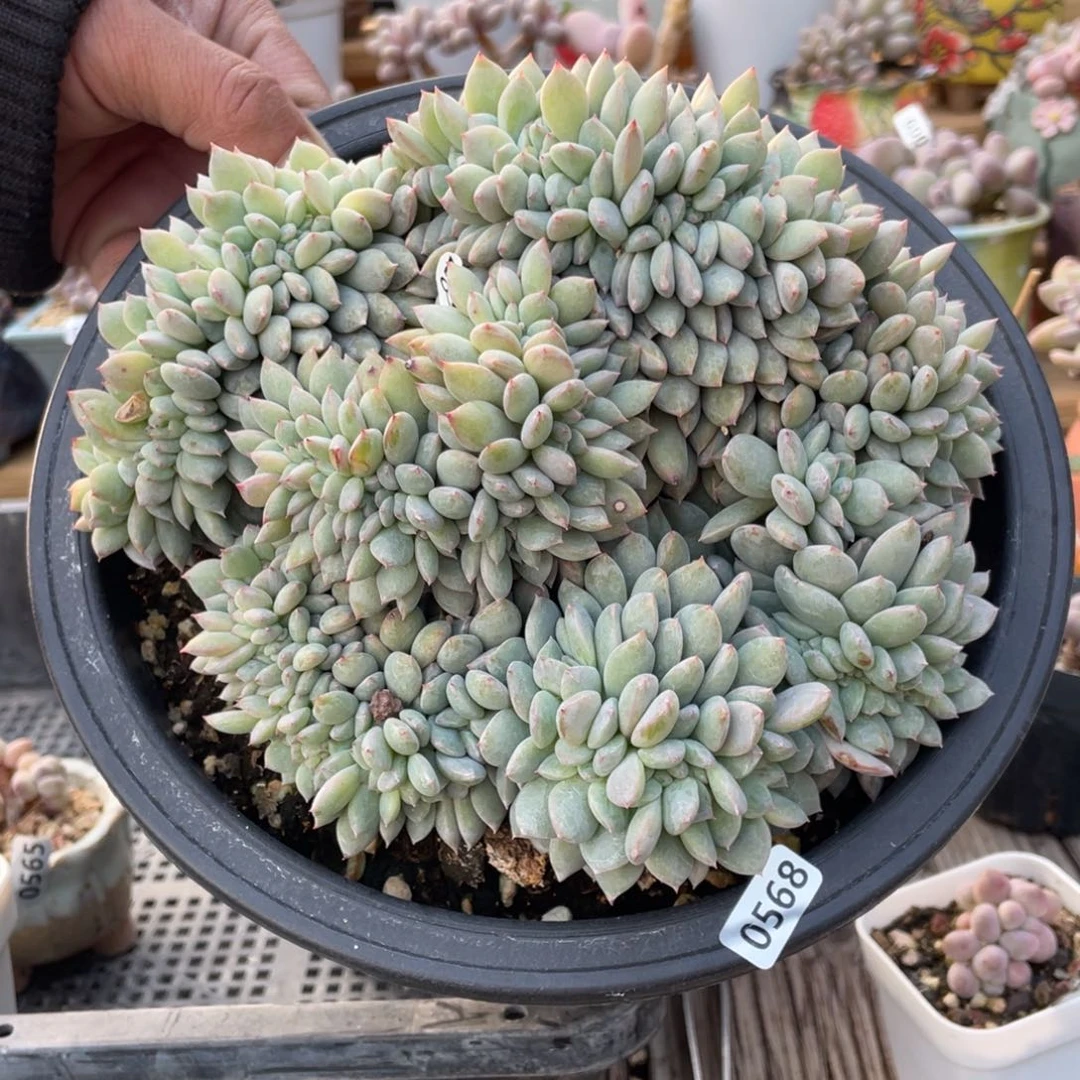 韩橙星影缀化多肉植物