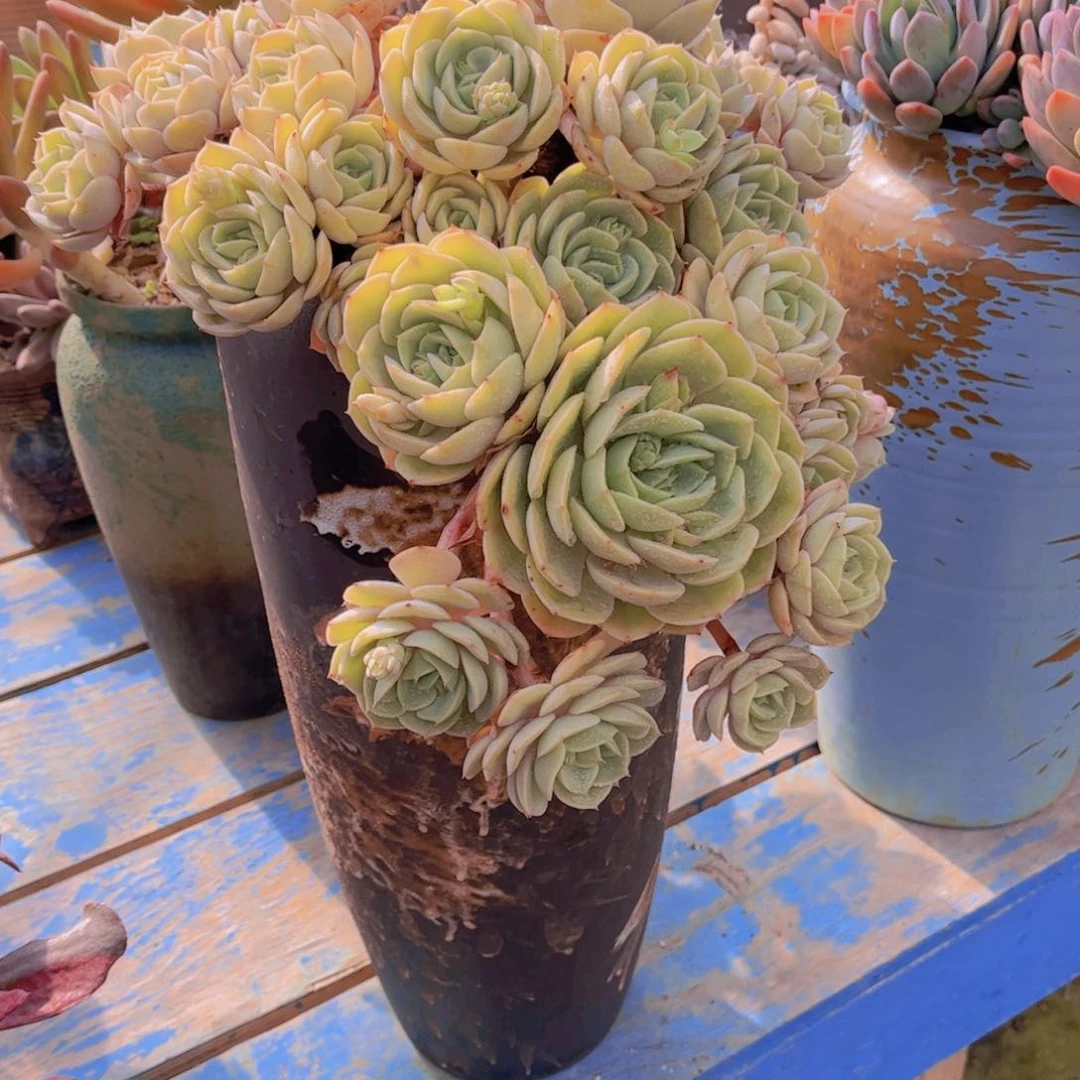 海****司多吃888888888