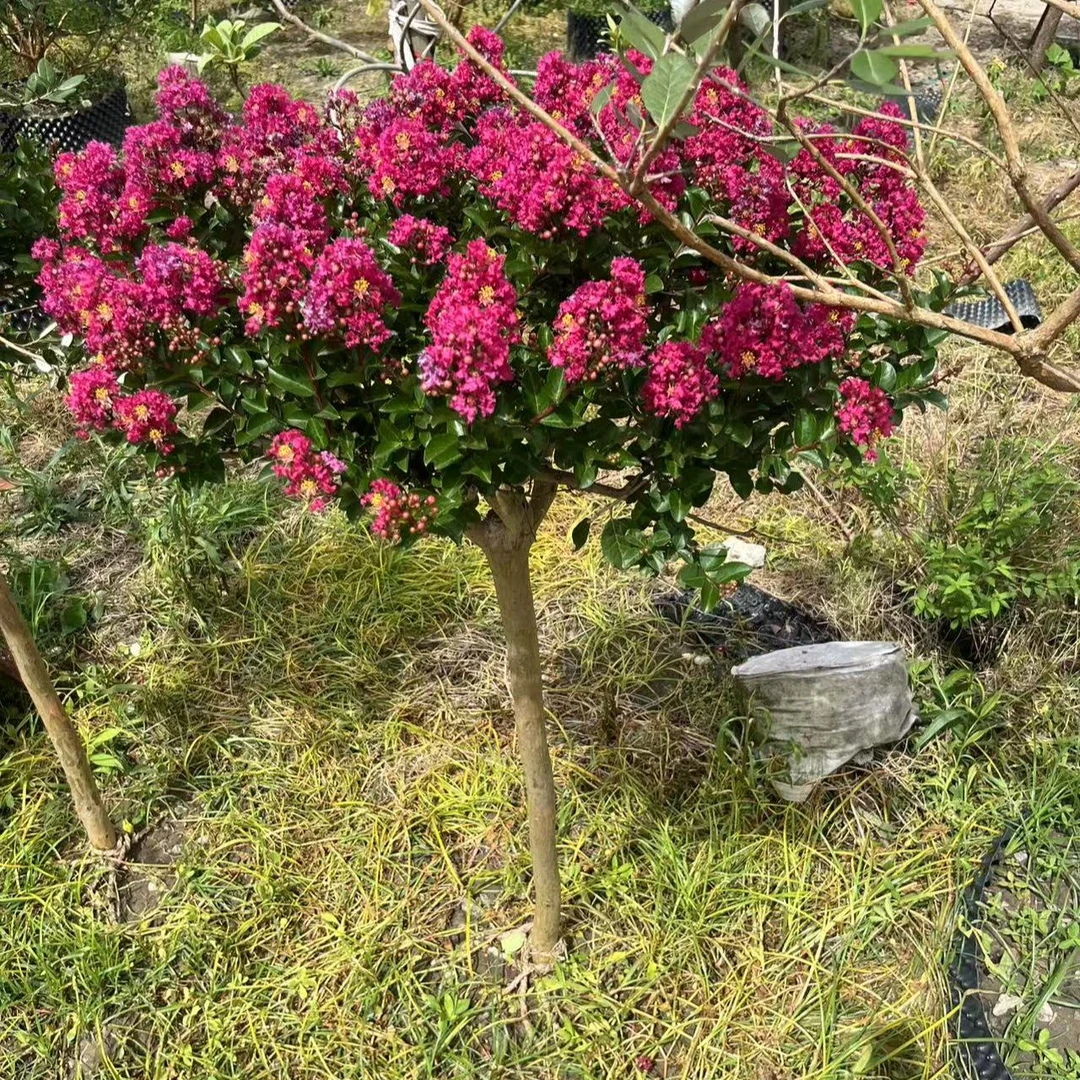 紫薇树棒棒糖静高1.5-1.8米