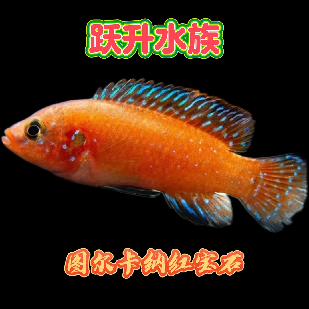 图尔卡纳红宝石观赏鱼中小型非洲好养杂鲷马美食土鲷三湖慈鲷观赏