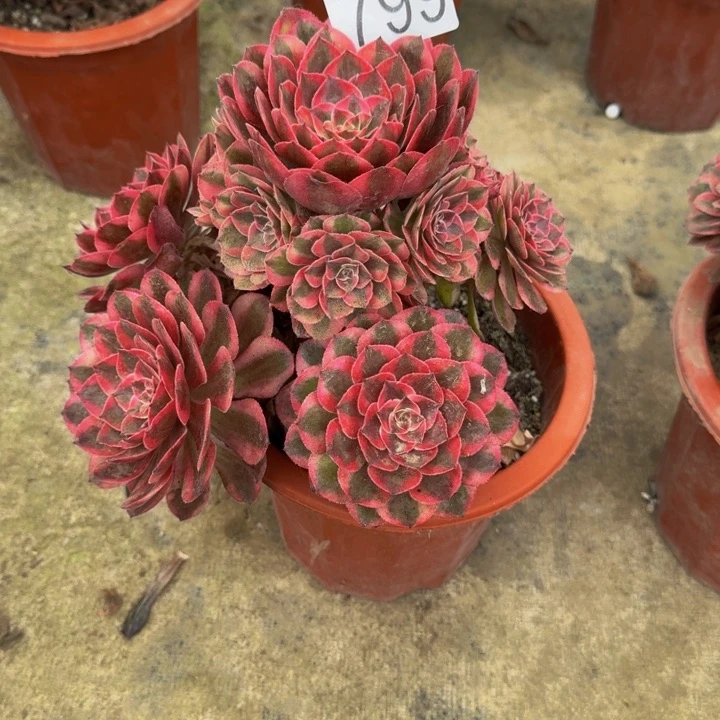 0000000799云荷00000