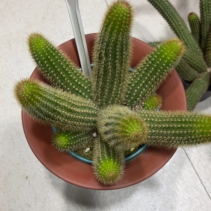 事**意仙人球双色金妞一物一拍