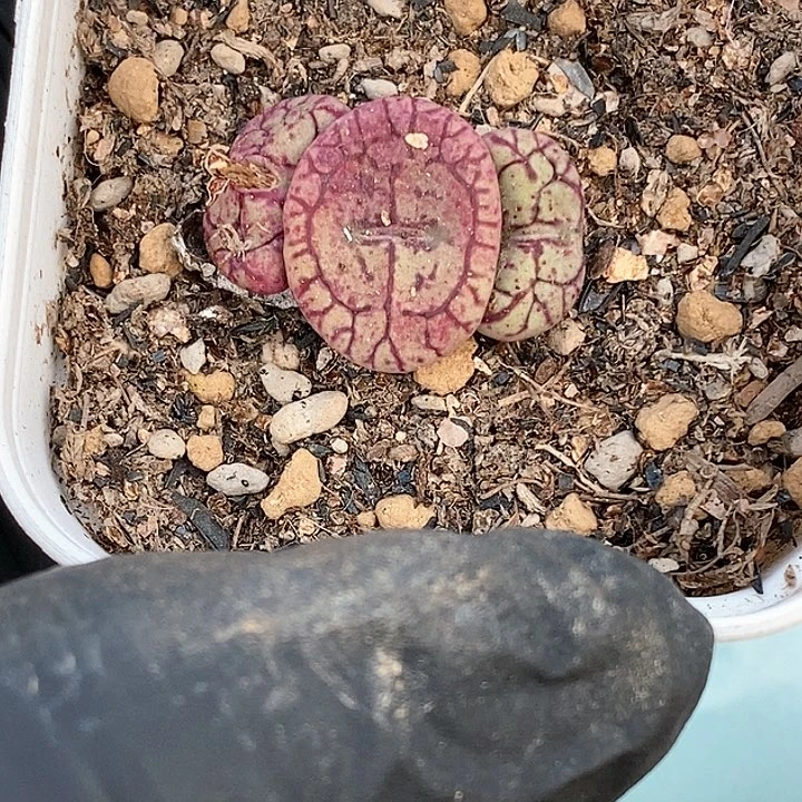 桃喜花园0122-34猴