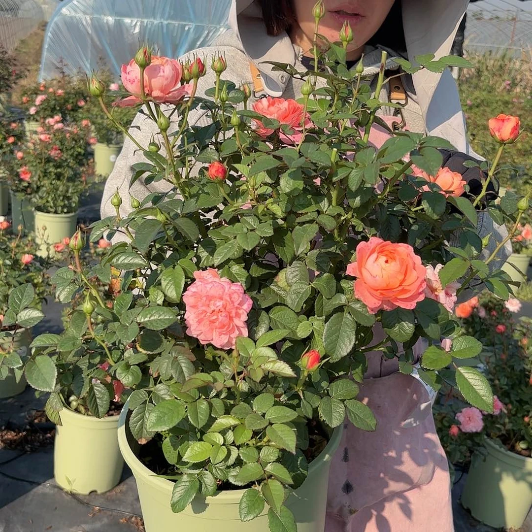 杏色果汁3加仑根接苗