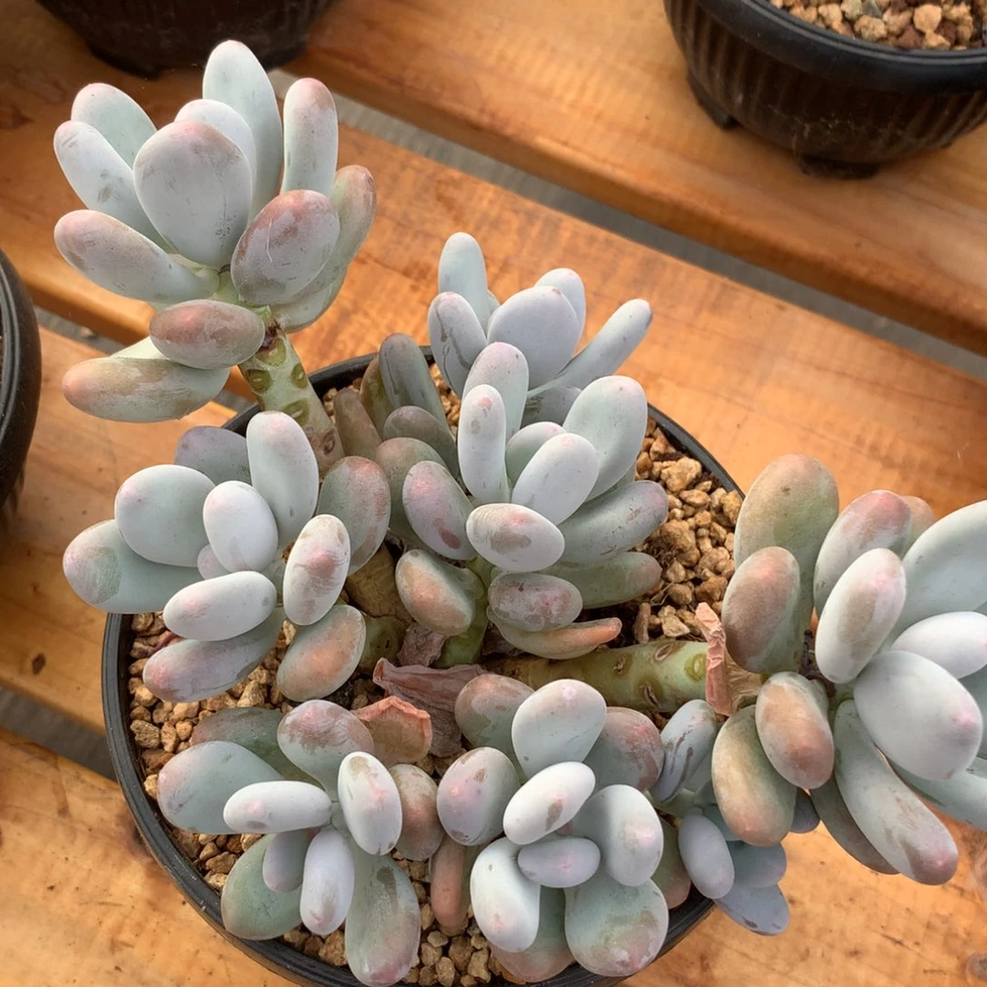 粉面都可以的……粉白的小